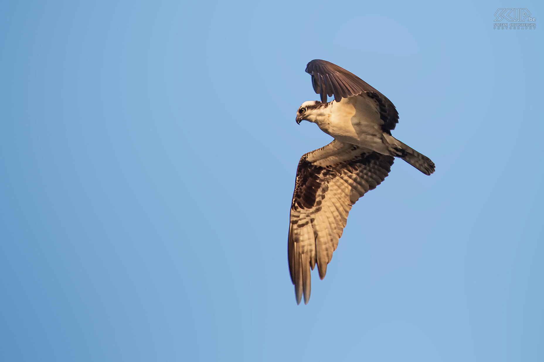 Tarcoles rivier - Visarend (osprey) Stefan Cruysberghs